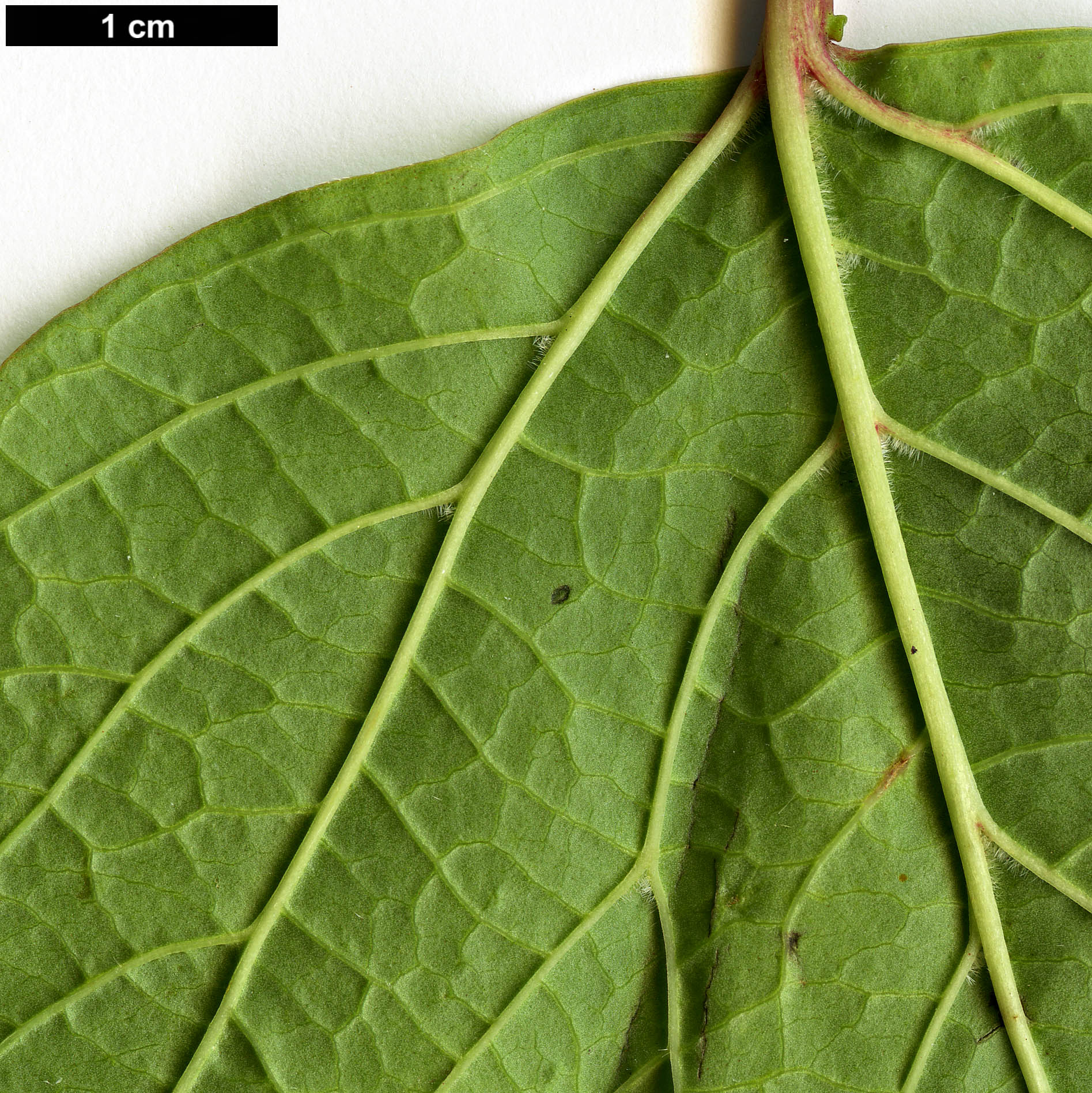 High resolution image: Family: Adoxaceae - Genus: Viburnum - Taxon: opulus - SpeciesSub: var. calvescens